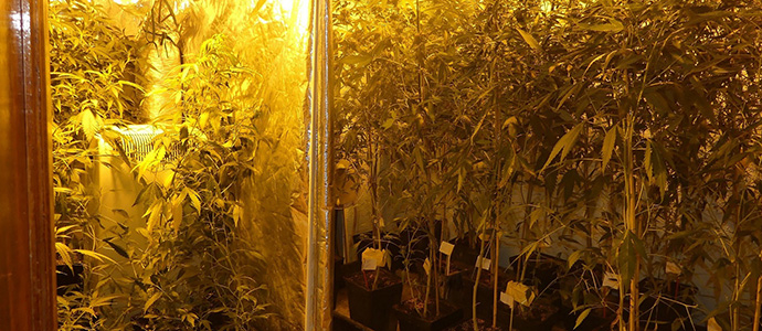 La Polica Nacional desmantela una sofisticada instalacin indoor de marihuana