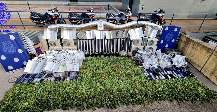 La Polica Nacional incauta ms de 1.500 plantas de marihuana en una operacin en Santander 