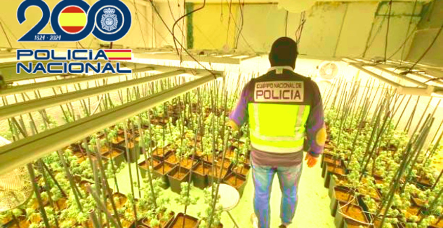 La Polica Nacional interviene 457 plantas de marihuana y detiene a 4 personas en una operacin 