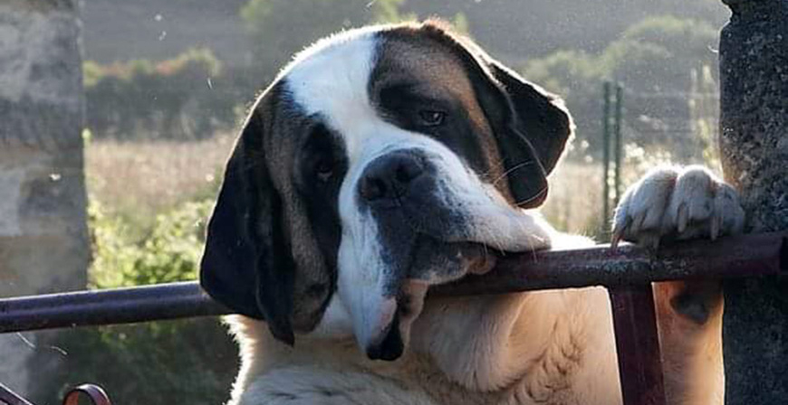 Polientes acoge este domingo el I Concurso Nacional Canino de Valderredible