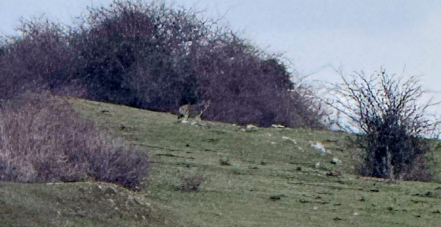Preocupaci�n y malestar en Requejo por la muerte de varios animales atribuida a la presencia del lobo
