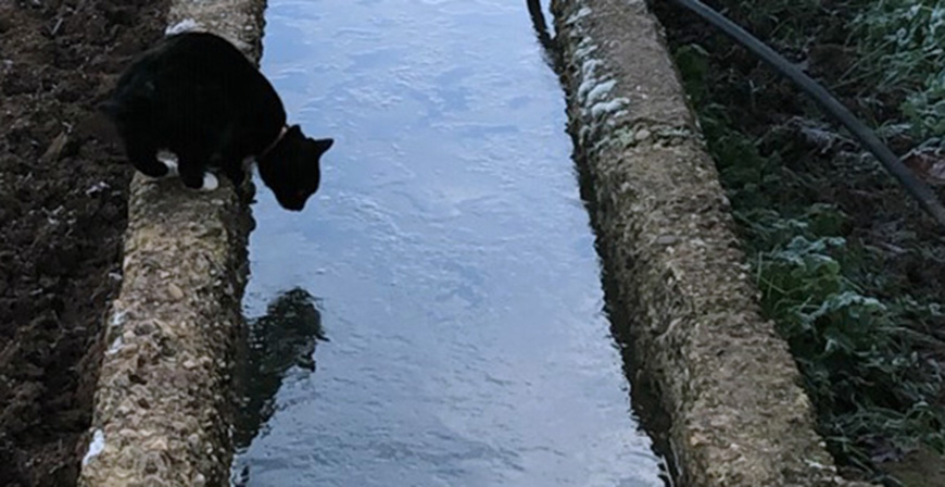 La problemtica de los gatos callejeros, este viernes a debate en La Casona