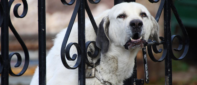 Los propietarios de perros peligrosos pagarn tasa en Valderredible 