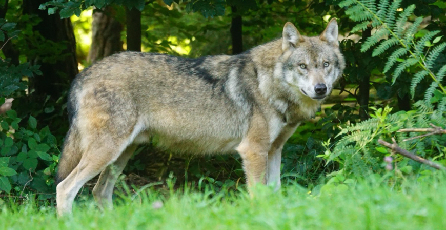El proyecto de decreto del Plan de Gestin del Lobo se somete a informacin pblica y trmite de audiencia