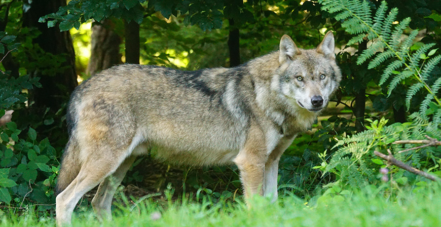 Publicadas las bases de las ayudas para la prevencin de daos del lobo y el oso pardo