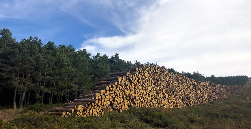 Publicadas las bases de las ayudas para promover la transformacin, movilizacin y comercializacin de productos forestales