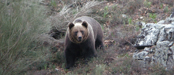 Qu hacer si te encuentras con un oso? 