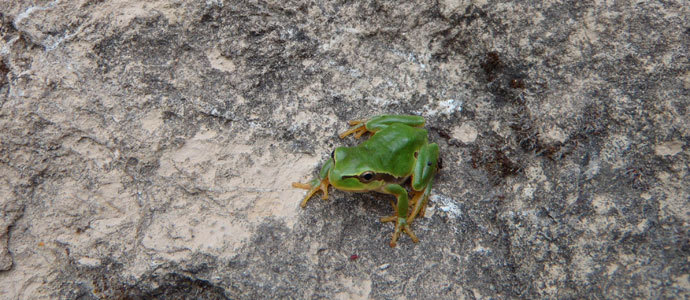 La rana arborcola