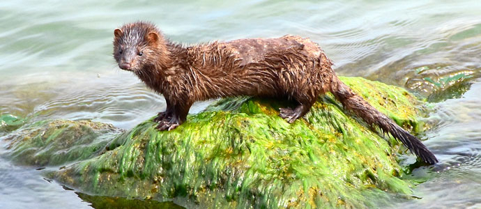 Red Cambera entra a formar parte de la Unin Internacional para la Conservacin de la Naturaleza