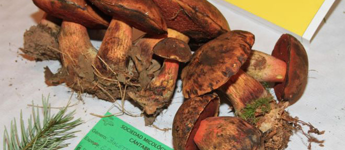 Regresa la pasin micolgica a Los Carabeos