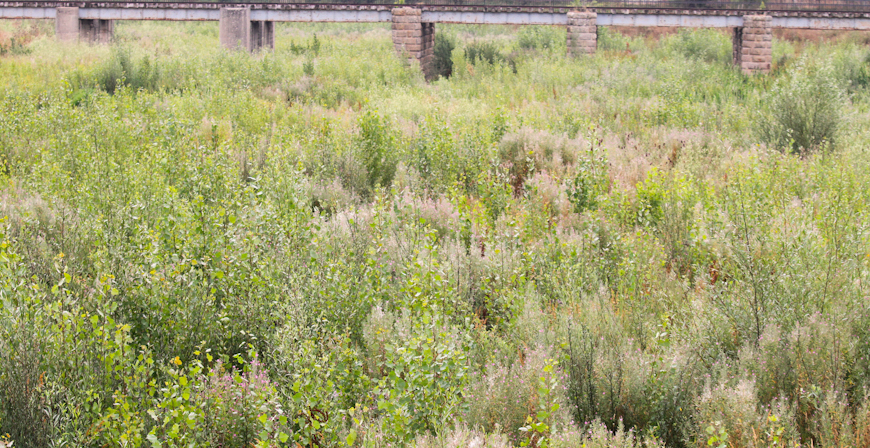 Reinosa invertir 15.000 euros en retirar la vegetacin del cauce urbano del Hjar