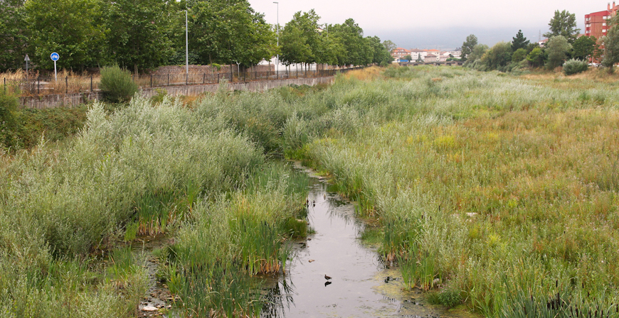 Reinosa invertir 15.000 euros en retirar la vegetacin del cauce urbano del Hjar