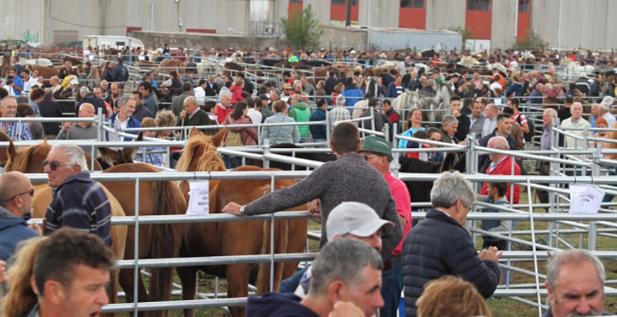 Reinosa no celebrar la Feria de Ganado Vacuno y Caballar de San Mateo