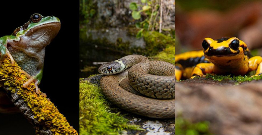 Reinosa programa un nuevo curso terico-prctico de Herpetologa