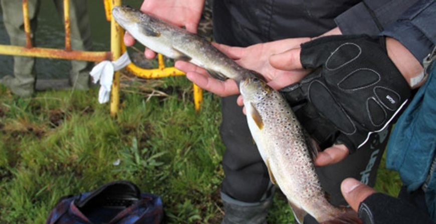 El reparto de permisos sobrantes de pesca en los cotos de trucha se iniciar el 1 de junio