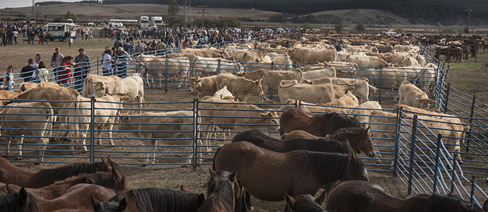 Requejo, epicentro ganadero