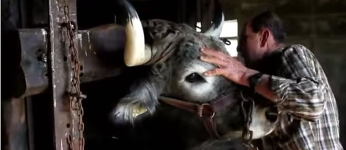 Requejo, punto del circuito de inseminacin artificial Campoo-Besaya