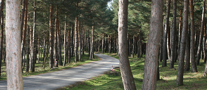 Requejo subasta 16 hectreas de pino silvestre