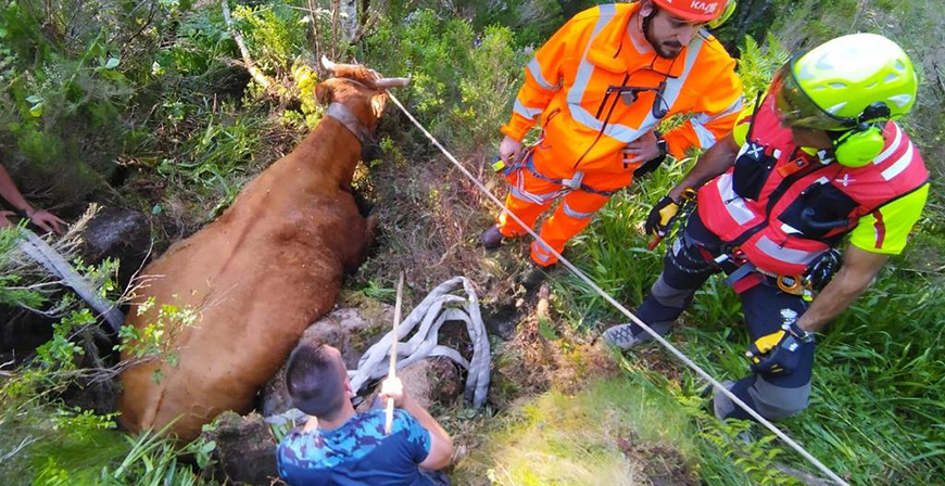Rescatada una vaca preada que se haba colado en una torca en Sejos