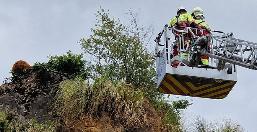 Rescatan a un oso joven atrapado en un risco del Parque de la Naturaleza de Cabrceno
