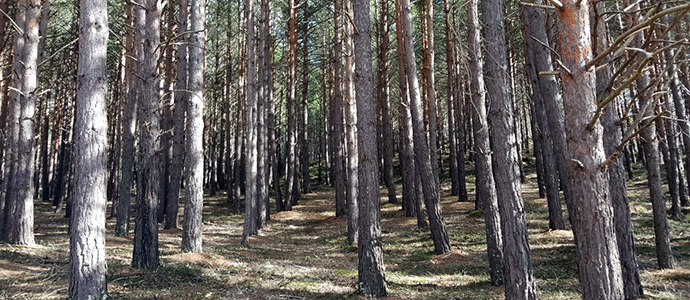 Rocamundo saca a subasta un lote de pinos por 40.800 euros