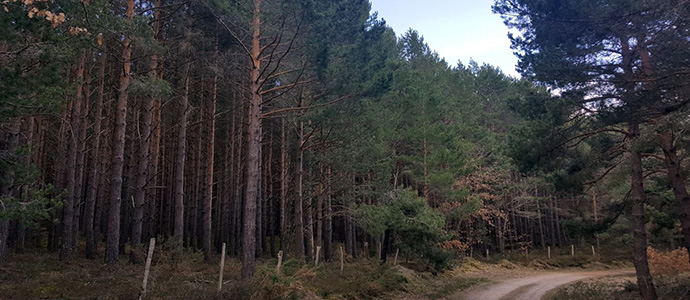 Rocamundo saca a subasta un lote de pinos por 40.800 euros