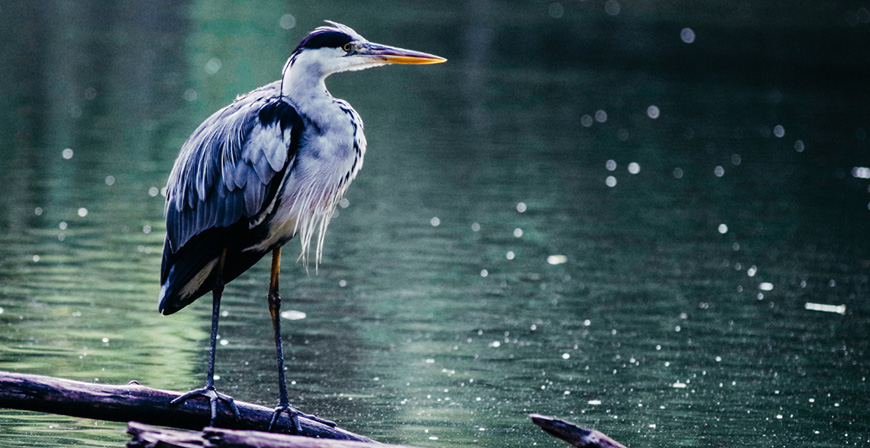 Ruta guiada para avistar las aves acuticas que invernan en el Embalse del Ebro