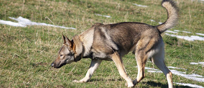 Salces acoge este domingo la II Concentracin de Perro Lobo