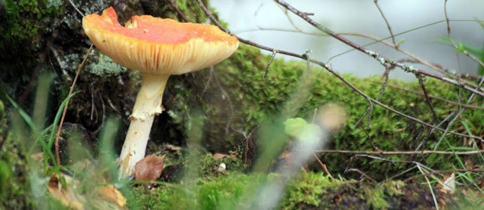 Salida micolgica en Valderredible