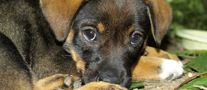 Sanciones por maltrato o abandono de mascotas