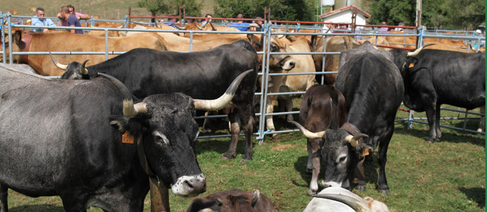 Santiurde de Reinosa celebrar el prximo sbado su feria anual