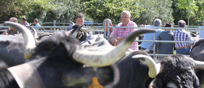 Santiurde de Reinosa se cita con la tradicin ganadera