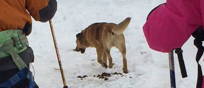 Localizan en Cervera al perro extraviado en Suano