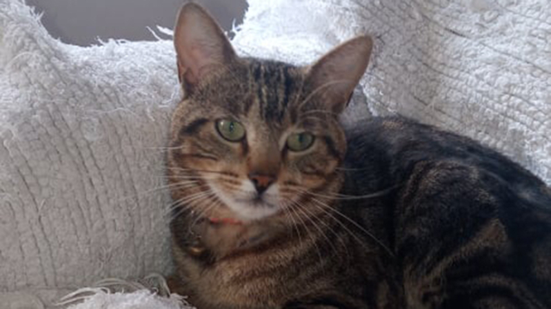 (Ya ha aparecido) Se busca a este gato desaparecido en Reinosa