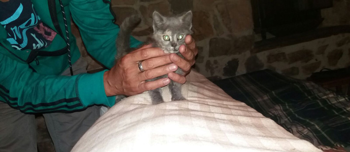 Se busca un hogar para 'Nilo'