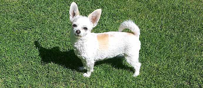 Se busca a 'Lua'