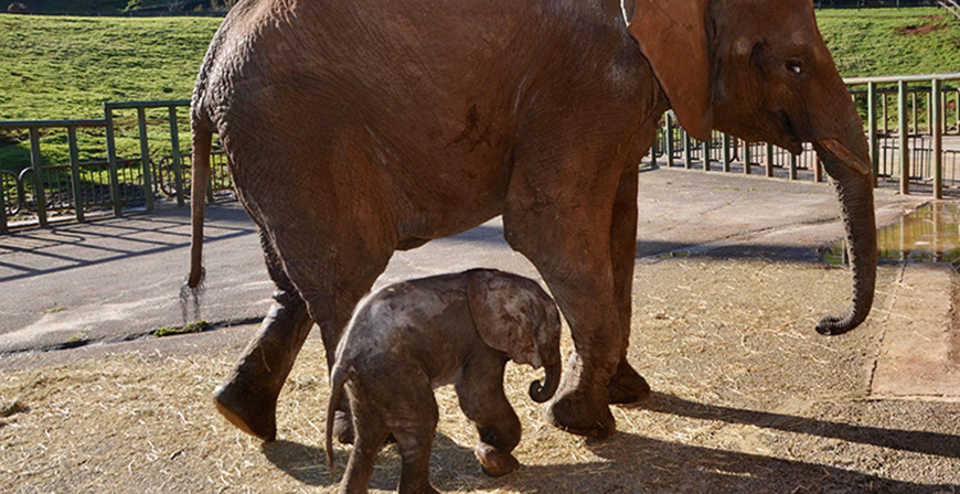 Se busca nombre cntabro para el nuevo elefante africano