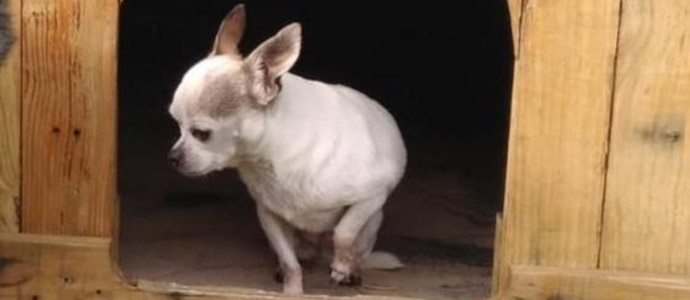 Se busca a una perra chihuahua desaparecida en Salces