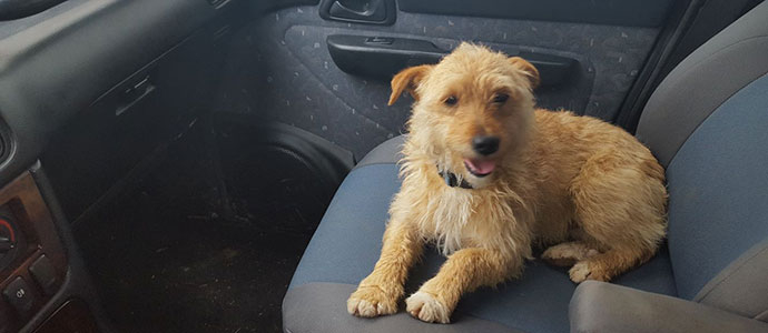 Se busca a un perro desaparecido entre San Martn de Elines y Orbaneja del Castillo