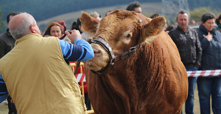 El sector ganadero de Campoo, en alerta por la tricomoniasis bovina