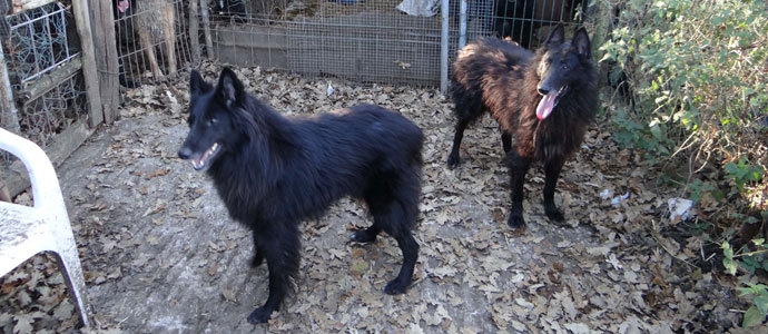 El Seprona de Reinosa localiza un criadero clandestino de perros en Arenas de Igua