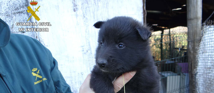 El Seprona de Reinosa localiza un criadero clandestino de perros en Arenas de Igua