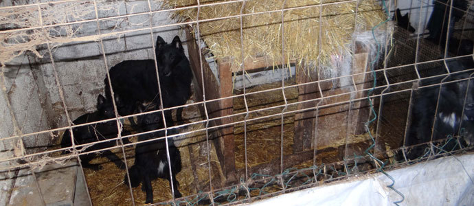El Seprona de Reinosa localiza un criadero clandestino de perros en Arenas de Igua