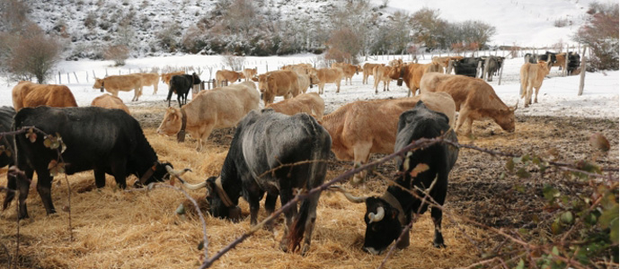 La sequa deja a los ganaderos campurrianos sin apenas reservas para alimentar a sus cabaas