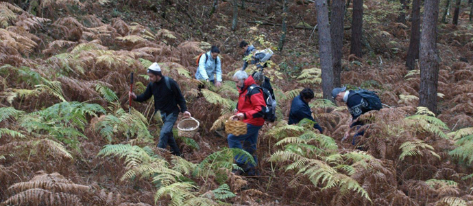 Las setas de otoo hacen su aparicin en los montes y bosques de Campoo