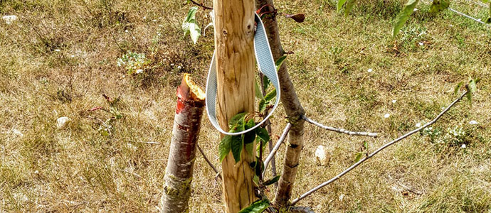 Sierran una veintena de cerezos en la ribera del Hjar