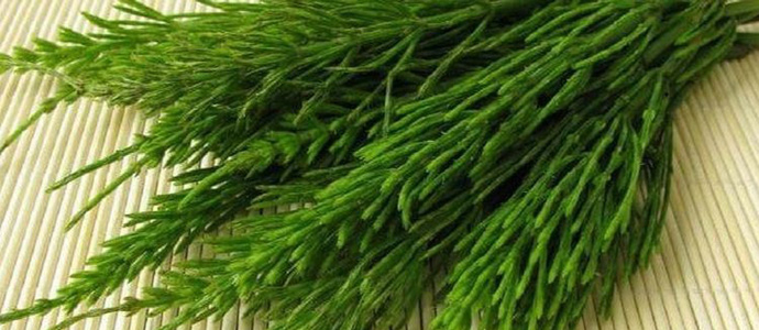 Sivana abordar este viernes las 'Virtudes de las plantas medicinales y silvestres'