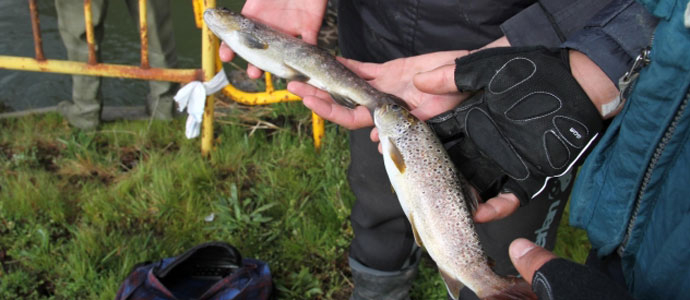 La talla mnima para la pesca de la trucha sube a 21 centmetros