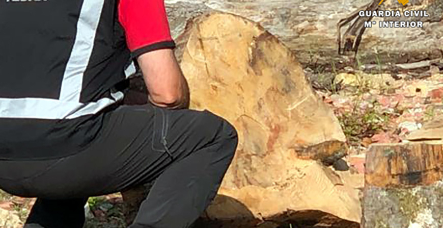 Los TEDAX destruyen un proyectil de mortero que se encontraba en el interior del tronco de un rbol