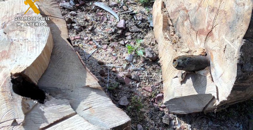 Los TEDAX destruyen un proyectil de mortero que se encontraba en el interior del tronco de un rbol